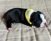 Miles, a male Boston Terrier for sale in Montevideo, MN – Photo 5 of 9