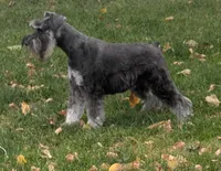 Maggie, a female Miniature Schnauzer for sale in Montevideo, MN – 3 of 10