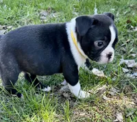 Ash, a male Boston Terrier for sale in Montevideo, MN – Photo 9 of 10
