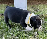 Ash, a male Boston Terrier for sale in Montevideo, MN – Photo 8 of 10