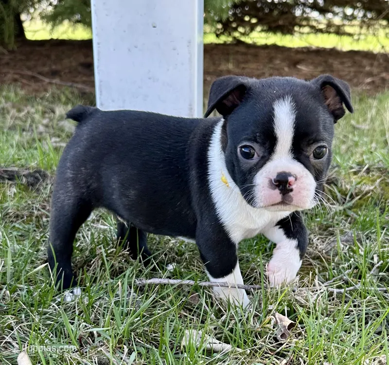 Ash – Boston Terrier puppy for sale in Montevideo, MN