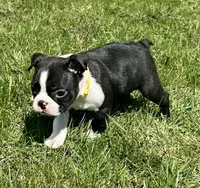 Ash, a male Boston Terrier for sale in Montevideo, MN – Photo 6 of 10