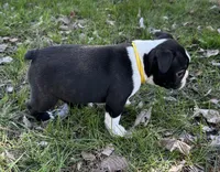 Ash, a male Boston Terrier for sale in Montevideo, MN – Photo 10 of 10