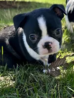 Ash, a male Boston Terrier for sale in Montevideo, MN – Photo 5 of 10
