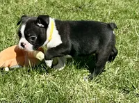 Ash, a male Boston Terrier for sale in Montevideo, MN – Photo 2 of 10