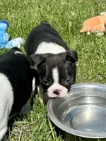 Ash, a male Boston Terrier for sale in Montevideo, MN – Photo 7 of 10
