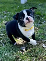 Ash, a male Boston Terrier for sale in Montevideo, MN – Photo 3 of 10