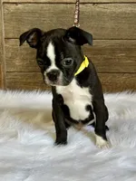 Dexter, a male Boston Terrier for sale in Montevideo, MN – 2 of 9
