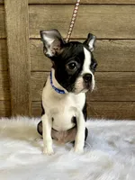 Thor, a male Boston Terrier for sale in Montevideo, MN – 4 of 10