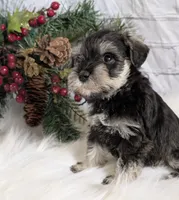 Holly Lavendar Collar, a female Miniature Schnauzer for sale in Montevideo, MN – Photo 10 of 10