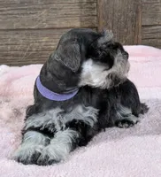 Holly Lavendar Collar, a female Miniature Schnauzer for sale in Montevideo, MN – Photo 8 of 10