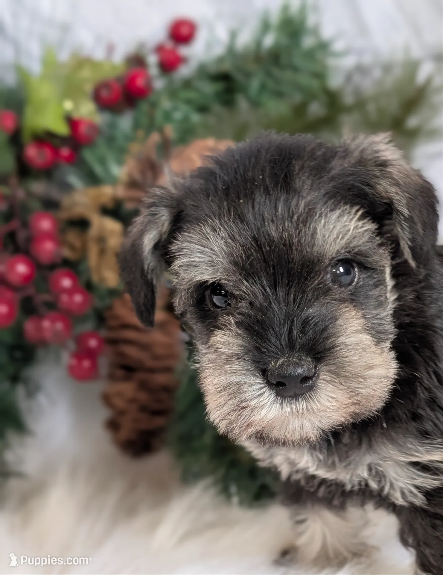 Holly Lavendar Collar, a female Miniature Schnauzer for sale in Montevideo, MN – Photo 9 of 10