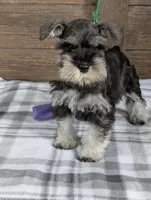 Holly Lavendar Collar, a female Miniature Schnauzer for sale in Montevideo, MN – Photo 3 of 10