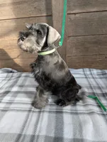 Holly Lavendar Collar, a female Miniature Schnauzer for sale in Montevideo, MN – Photo 2 of 10