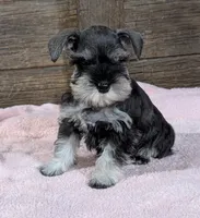 Holly Lavendar Collar, a female Miniature Schnauzer for sale in Montevideo, MN – Photo 6 of 10