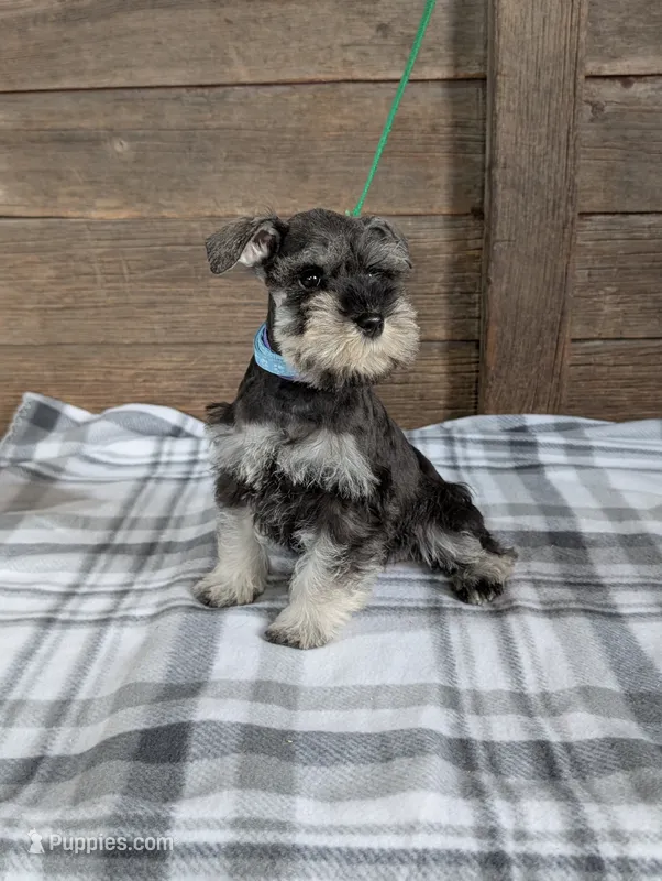 Holly Lavendar Collar