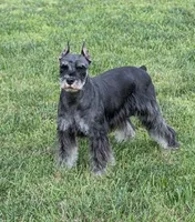 Maggie, a female Miniature Schnauzer for sale in Montevideo, MN – 9 of 10