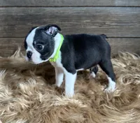 Porter, a male Boston Terrier for sale in Montevideo, MN – 4 of 8