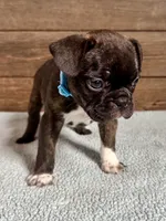 Harlin, a male Boston Terrier and French Bulldog for sale in Montevideo, MN – 4 of 9