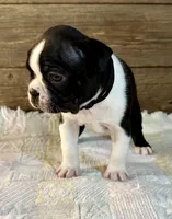 Thor, a male Boston Terrier for sale in Montevideo, MN – Photo 5 of 8