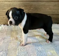 Thor, a male Boston Terrier for sale in Montevideo, MN – Photo 8 of 8