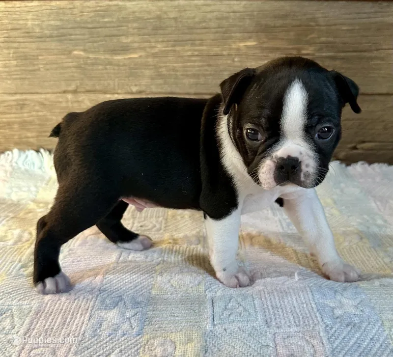 Thor – Boston Terrier puppy for sale in Montevideo, MN
