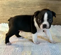 Thor, a male Boston Terrier for sale in Montevideo, MN – Photo 7 of 8