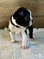 Thor, a male Boston Terrier for sale in Montevideo, MN – Photo 4 of 8