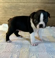 Thor, a male Boston Terrier for sale in Montevideo, MN – Photo 6 of 8