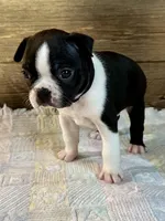 Thor, a male Boston Terrier for sale in Montevideo, MN – Photo 2 of 8