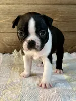 Thor, a male Boston Terrier for sale in Montevideo, MN – Photo 1 of 8