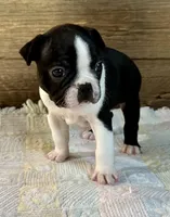 Thor, a male Boston Terrier for sale in Montevideo, MN – Photo 3 of 8