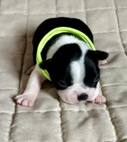 Gage, a male Boston Terrier for sale in Montevideo, MN – Photo 1 of 7