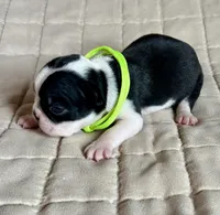 Gage, a male Boston Terrier for sale in Montevideo, MN – Photo 2 of 7