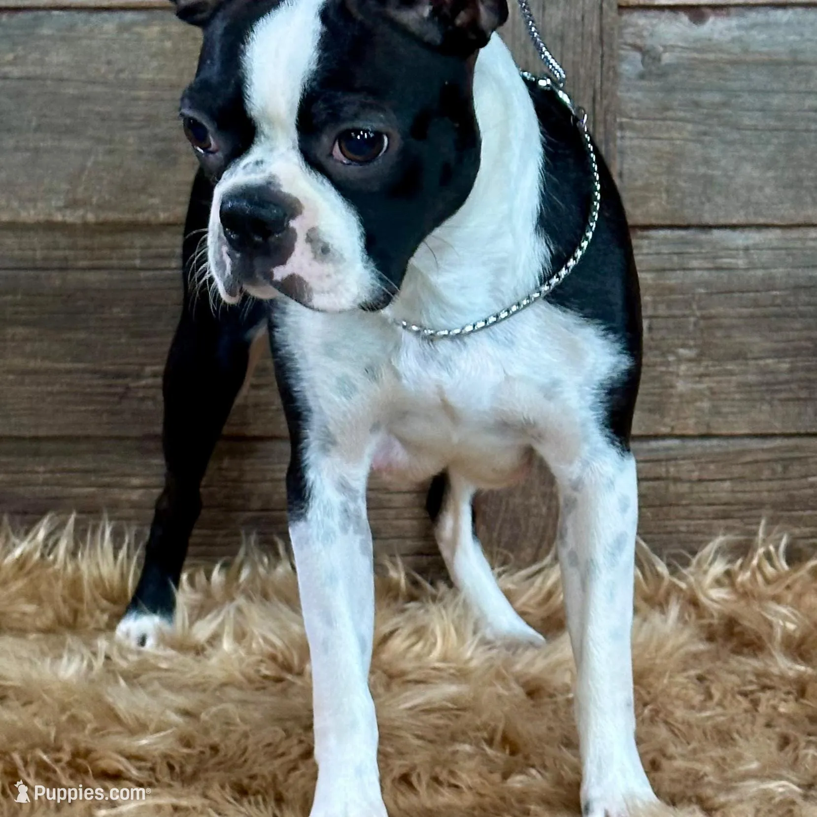 Gage, a male Boston Terrier for sale in Montevideo, MN – Photo 6 of 7