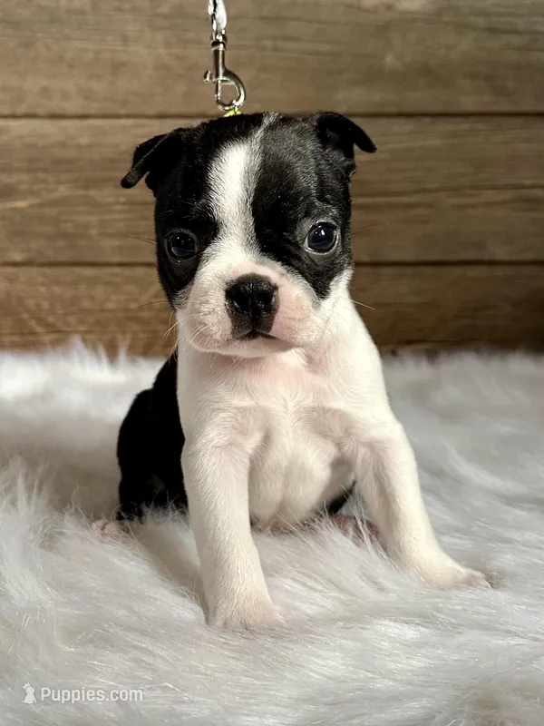 Gage – Boston Terrier puppy for sale in Montevideo, MN