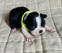 Gage, a male Boston Terrier for sale in Montevideo, MN – Photo 4 of 7