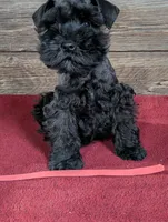 Gabby Red Collar, a male Miniature Schnauzer for sale in Montevideo, MN – 9 of 9