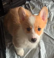 Taz, a female Pembroke Welsh Corgi for sale in Conway, WA – Photo 2 of 2