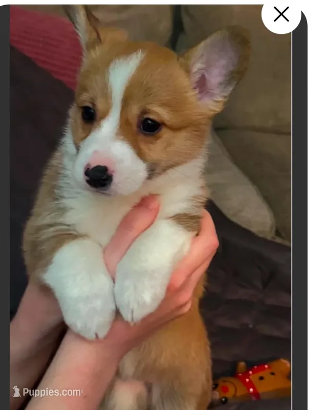 Taz, a female Pembroke Welsh Corgi for sale in Conway, WA – Photo 1 of 2
