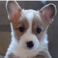 Corgi 1, a female Pembroke Welsh Corgi for sale in Conway, WA – Photo 1 of 2