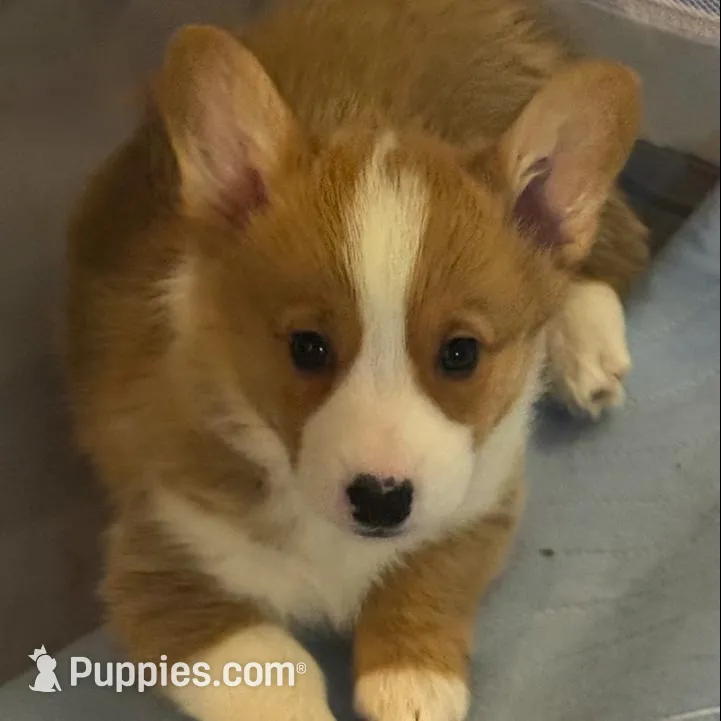 Corgi 4 – Pembroke Welsh Corgi puppy for sale in Conway, WA