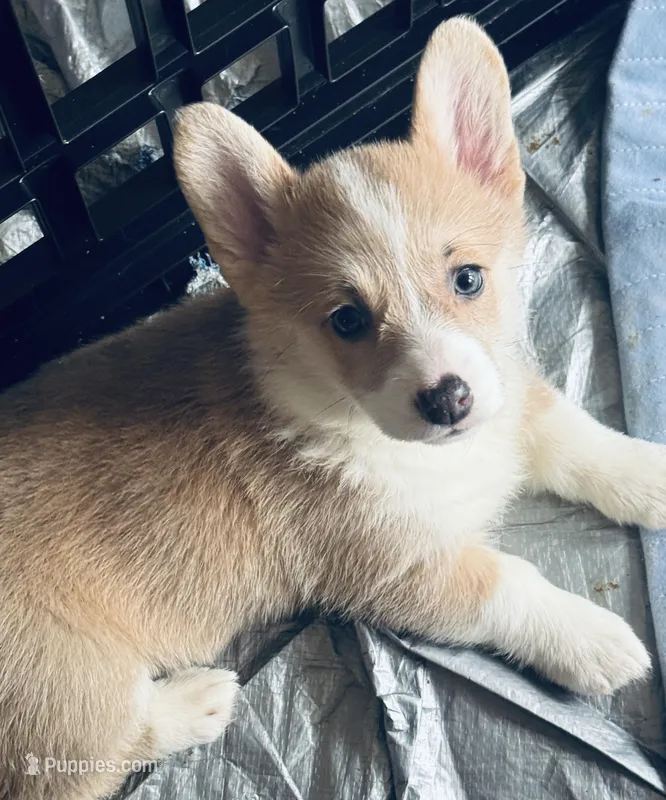 Sylvia – Pembroke Welsh Corgi puppy for sale in Conway, WA