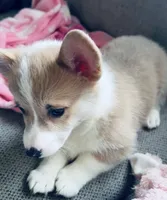 Sylvia, a female Pembroke Welsh Corgi for sale in Conway, WA – Photo 2 of 4