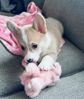 Sylvia, a female Pembroke Welsh Corgi for sale in Conway, WA – Photo 3 of 4