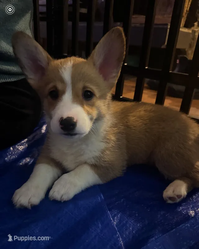 Mouse, a female Pembroke Welsh Corgi for sale in Conway, WA – Photo 1 of 1