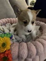 Corgi 5, a female Pembroke Welsh Corgi for sale in Conway, WA – Photo 2 of 2