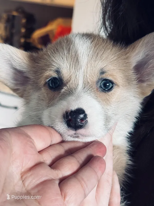 Corgi 2