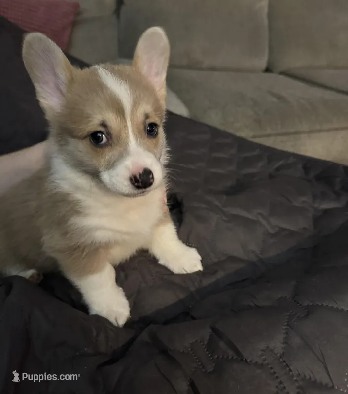 Corgi 2