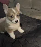 Corgi 2, a female Pembroke Welsh Corgi for sale in Conway, WA – Photo 2 of 4